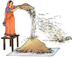 A woman winnowing grain