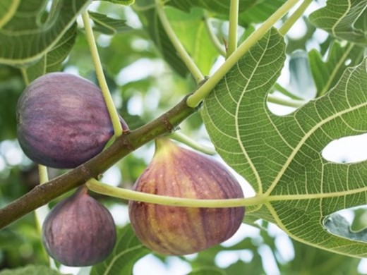 Figs on a tree