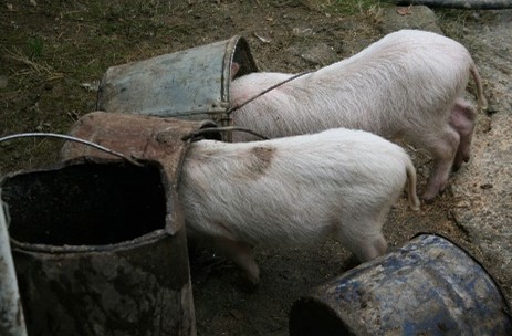 Pigs feeding with heads in buckets
