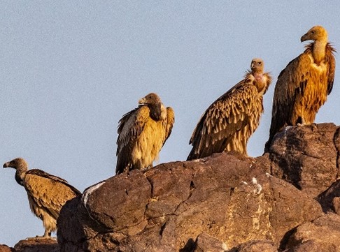 Vultures sitting & watching