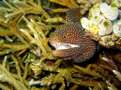 An eel hiding among anemone