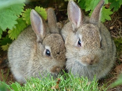 Rabbits cuddling