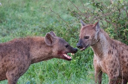 Hyenas posturing with each other