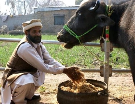 A cow being fed by a farmer