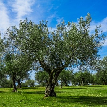 An olive tree