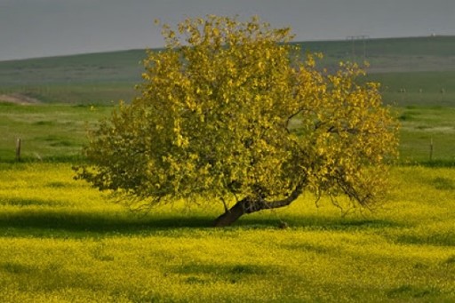 A huge mustard tree