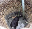 A cow stuck at the bottom of a well