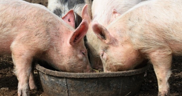Pigs eating from a feed trough