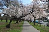 Cherry trees in blossom