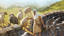 Shepherd separating sheep and goats