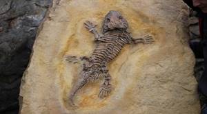 Lizard Fossil