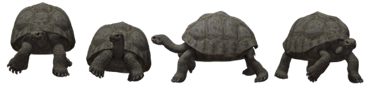 Turtles