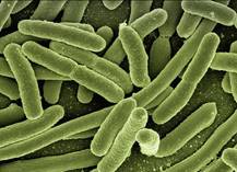 E. coli bacteria