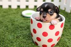 Cute puppy in a cup