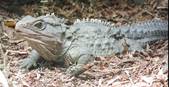 Tuatara