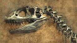 Dinosaur Fossil